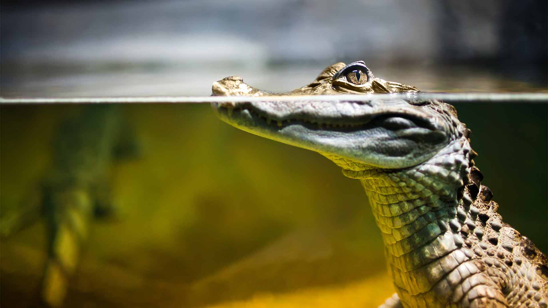 Ferme Crocodile Activites Animaux
